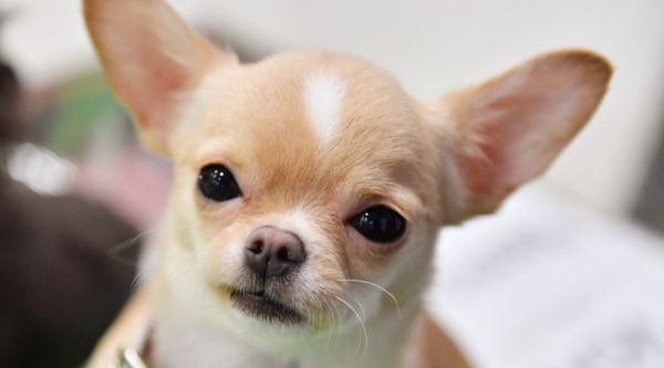 Житель Балашихи выкинул собаку с 14-го этажа из-за ссоры с девушкой