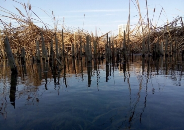Гиблое место: какие феномены встречаются на болотах Владимирской области